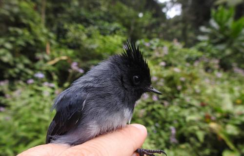 A white-tailed crested flycatcher held by a UCLA researcher