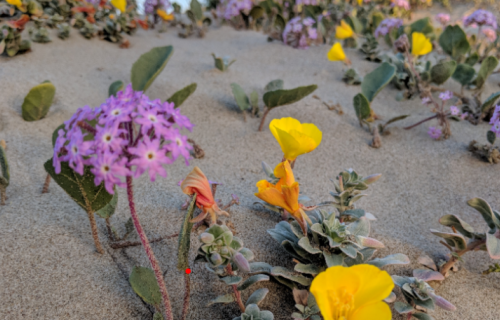 purple and yellow flowers in the sand
