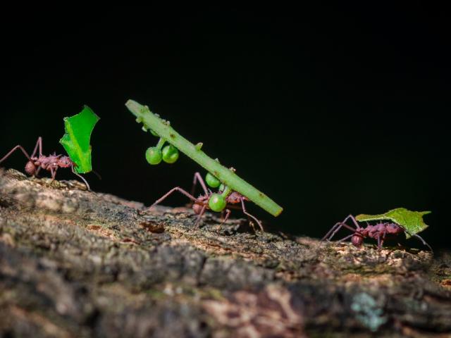Closeup photo of three ants carrying leaves