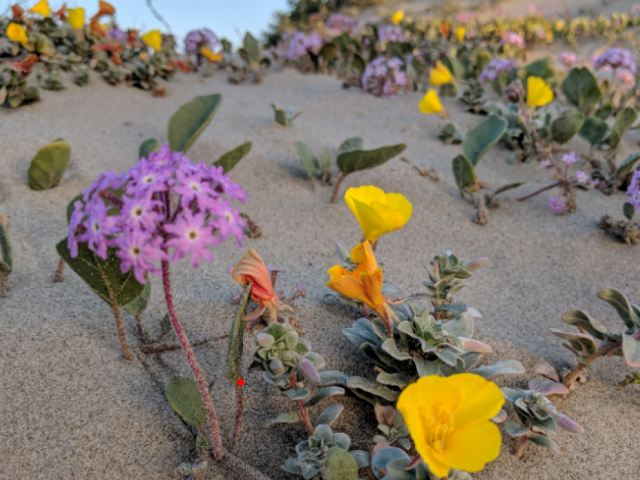 purple and yellow flowers in the sand